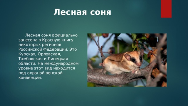 Лесная соня  Лесная соня официально занесена в Красную книгу некоторых регионов Российской Федерации. Это Курская, Орловская, Тамбовская и Липецкая области. На международном уровне этот вид находится под охраной венской конвенции. 