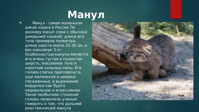 Манул     Манул - самая маленькая дикая кошка в России По размеру манул схож с обычной домашней кошкой: длина его тела примерно полметра, длина хвоста около 25-35 см, а вес максимум 5 кг. Особенностью манула является его очень густая и пушистая шерсть, массивное тело и короткие сильные лапы. Его голова слегка приплюснута, уши маленькие и широко посаженные, а выражение мордочки как будто недовольное и агрессивное. Такое необычное строение головы позволило ученым говорить о том, что дальней родственницей манула является персидская кошка. 