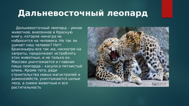 Дальневосточный леопард      Дальневосточный леопард – умное животное, внесенное в Красную книгу, которое никогда не набросится на человека. Но так ли думает наш человек? Нет! Браконьеры все так же, несмотря на запреты, продолжают истреблять этих животных, и не только их. Массово уничтожается и главная пища леопарда – косули и пятнистый олень. Кроме того, ради строительства новых магистралей и домохозяйств, уничтожаются целые леса, а сними животные и вся растительность 