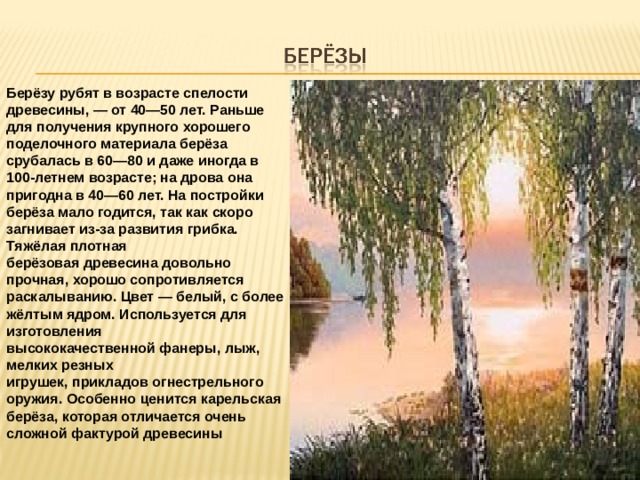 Берёзу рубят в возрасте спелости древесины, — от 40—50 лет. Раньше для получения крупного хорошего поделочного материала берёза срубалась в 60—80 и даже иногда в 100-летнем возрасте; на дрова она пригодна в 40—60 лет. На постройки берёза мало годится, так как скоро загнивает из-за развития грибка. Тяжёлая плотная берёзовая древесина довольно прочная, хорошо сопротивляется раскалыванию. Цвет — белый, с более жёлтым ядром. Используется для изготовления высококачественной фанеры, лыж, мелких резных игрушек, прикладов огнестрельного оружия. Особенно ценится карельская берёза, которая отличается очень сложной фактурой древесины 