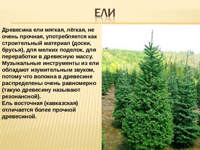 Древесина ели мягкая, лёгкая, не очень прочная, употребляется как строительный материал (доски, брусья), для мелких поделок, для переработки в древесную массу. Музыкальные инструменты из ели обладают изумительным звуком, потому что волокна в древесине распределены очень равномерно (такую древесину называют резонансной). Ель восточная (кавказская) отличается более прочной древесиной. 