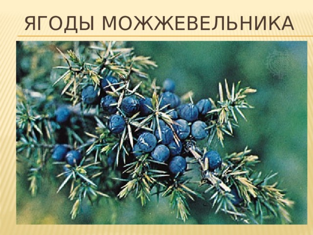 Ягоды можжевельника 