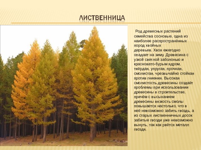   Род древесных растений семейства сосновые, одна из наиболее распространённых пород хвойных деревьев. Хвоя ежегодно опадает на зиму. Древесина с узкой светлой заболонью и красновато-бурым ядром, твёрдая, упругая, прочная, смолистая, чрезвычайно стойкая против гниения. Высокая смолистость древесины создаёт проблемы при использовании древесины в строительстве, причём с высыханием древесины вязкость смолы повышается настолько, что в неё невозможно забить гвоздь, а из старых лиственничных досок забитые гвозди уже невозможно вынуть, так как рвётся металл гвоздя.  
