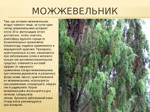 можжевельник Там, где посажен можжевельник, воздух намного чище, за сутки один гектар можжевельника испаряет почти 30 кг фитонцидов (этого достаточно, чтобы очистить атмосферу крупного города от болезнетворных организмов) Шишкоягоды издавна применяются в медицинской практике. Препараты, приготовленные из них, назначаются при заболеваниях почек и мочевого пузыря как противовоспалительное средство, отмечается высокий эффект от наружного применения отвара можжевельника при лечении дерматитов и различных форм экзем; масло, приготовленное из можжевельника, используется при ревматизме, полиартрите, невралгии и радикулите. Корни можжевельника используются для лечения туберкулёза лёгких, бронхита заболеваний кожи. Отвар веток рекомендуется при аллергии. 