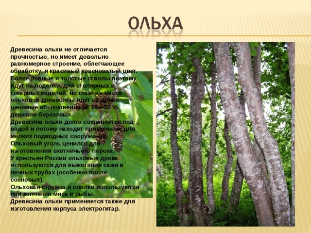 Древесина ольхи не отличается прочностью, но имеет довольно равномерное строение, облегчающее обработку, и красивый красноватый цвет. Более ровные и толстые стволы поэтому идут на поделки, для столярных и токарных изделий, но главная масса ольховой древесины идёт на дрова ценимые обыкновенно на 10—30 % дешевле берёзовых. Древесина ольхи долго сохраняется под водой и потому находит применение для мелких подводных сооружений. Ольховый уголь ценился для изготовления охотничьего пороха. У крестьян России ольховые дрова используются для выжигания сажи в печных трубах (особенно после сосновых). Ольховая стружка и опилки используются при копчении мяса и рыбы. Древесина ольхи применяется также для изготовления корпуса электрогитар. 