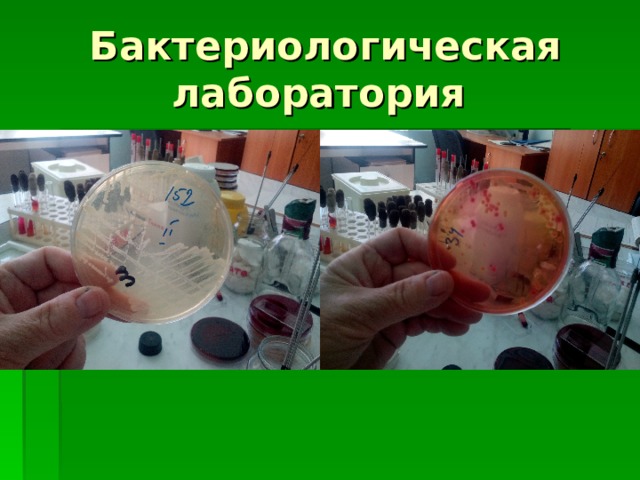 Бактериологическая лаборатория 