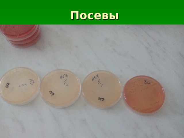 Посевы 