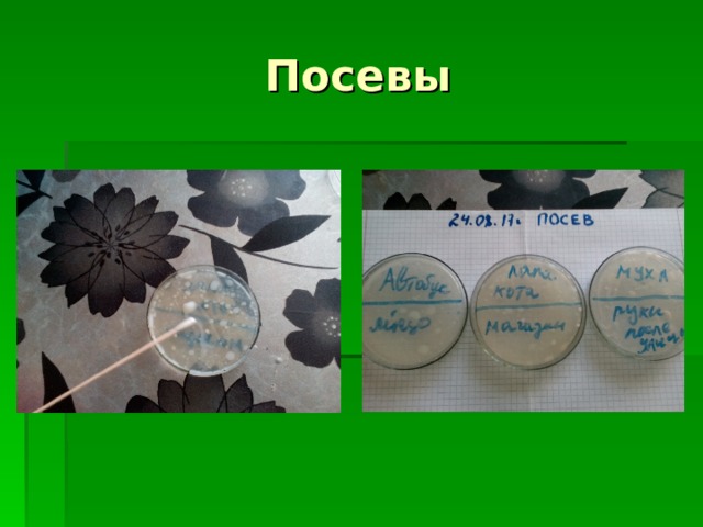Посевы 
