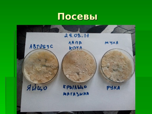 Посевы 