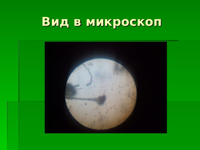 Вид в микроскоп 