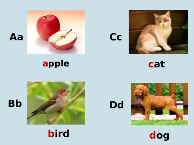 Aa Cc a pple c at Bb Dd b ird d og 