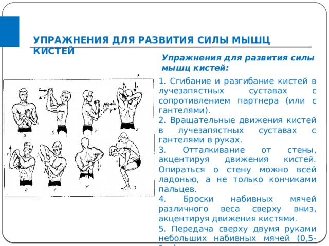УПРАЖНЕНИЯ ДЛЯ РАЗВИТИЯ СИЛЫ МЫШЦ КИСТЕЙ Упражнения для развития силы мышц кистей: 1. Сгибание и разгибание кистей в лучезапястных суставах с сопротивлением партнера (или с гантелями). 2. Вращательные движения кистей в лучезапястных суставах с гантелями в руках. 3. Отталкивание от стены, акцентируя движения кистей. Опираться о стену можно всей ладонью, а не только кончиками пальцев. 4. Броски набивных мячей различного веса сверху вниз, акцентируя движения кистями. 5. Передача сверху двумя руками небольших набивных мячей (0,5-1кг). 6. Вращение кистями палки, наматывая на нее шнур, к концу которого подвешен груз (5-15 кг). 