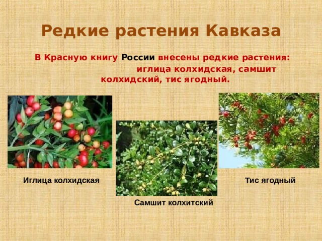 Редкие растения Кавказа  В Красную книгу России внесены редкие растения: иглица колхидская, самшит колхидский, тис ягодный.  Иглица колхидская Тис ягодный Самшит колхитский 