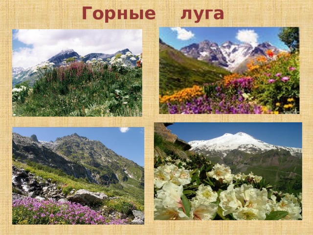 Горные луга 