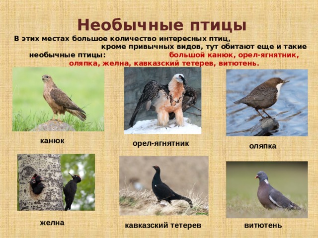 Необычные птицы  В этих местах большое количество интересных птиц, кроме привычных видов, тут обитают еще и такие необычные птицы: большой канюк, орел-ягнятник, оляпка, желна, кавказский тетерев, витютень.  канюк орел-ягнятник оляпка желна витютень кавказский тетерев 