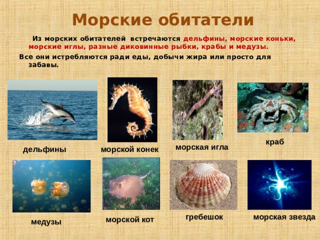  Морские обитатели  Из морских обитателей встречаются дельфины, морские коньки, морские иглы, разные диковинные рыбки, крабы и медузы. Все они истребляются ради еды, добычи жира или просто для забавы. краб морская игла дельфины морской конек морская звезда гребешок морской кот медузы 