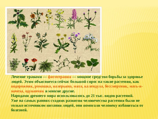 Лечение травами — фитотерапия — мощное средство борьбы за здоровье людей. Этим объясняется сейчас большой спрос на такие растения, как подорожник, ромашка, валерьяна, мята, календула, бессмертник, мать-и-мачеха, одуванчик и многие другие. Народами древнего мира использовалось до 21 тыс. видов растений. Уже на самых ранних стадиях развития человечества растения были не только источником питания людей, они помогали человеку избавиться от болезней. 