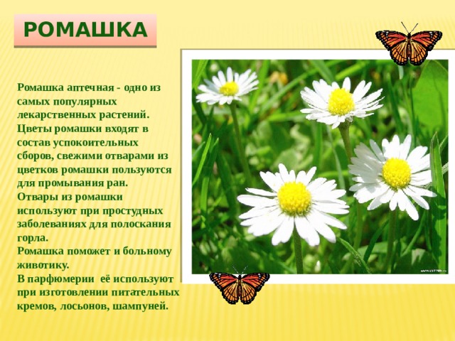 Ромашка Ромашка аптечная - одно из самых популярных лекарственных растений. Цветы ромашки входят в состав успокоительных сборов, свежими отварами из цветков ромашки пользуются для промывания ран. Отвары из ромашки используют при простудных заболеваниях для полоскания горла. Ромашка поможет и больному животику. В парфюмерии  её используют при изготовлении питательных кремов, лосьонов, шампуней.  
