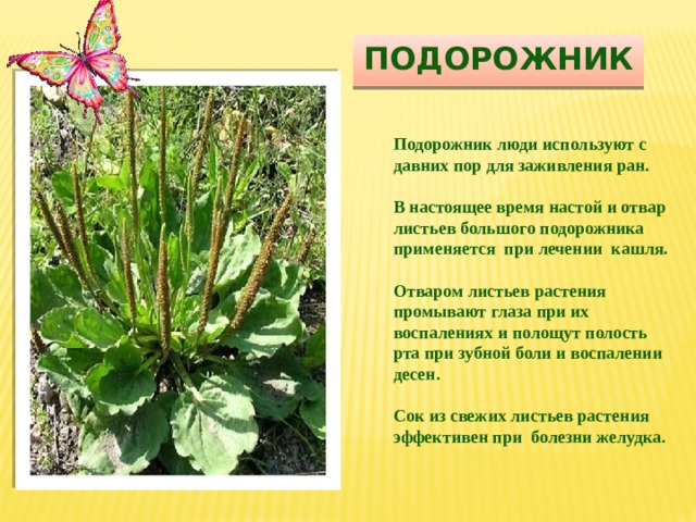 Подорожник Подорожник люди используют с давних пор для заживления ран.  В настоящее время настой и отвар листьев большого подорожника применяется при лечении кашля.  Отваром листьев растения промывают глаза при их воспалениях и полощут полость рта при зубной боли и воспалении десен.   Сок из свежих листьев растения эффективен при болезни желудка. 