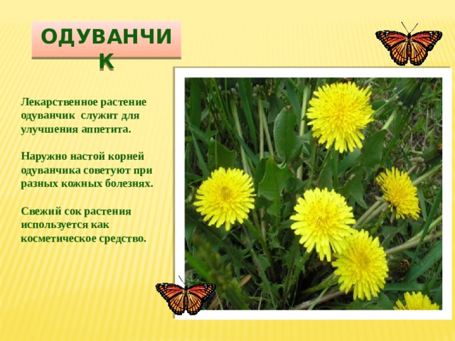 Одуванчик Лекарственное растение одуванчик служит для улучшения аппетита.  Наружно настой корней одуванчика советуют при разных кожных болезнях.  Свежий сок растения используется как косметическое средство. 