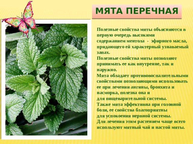 Мята перечная Полезные свойства мяты объясняются в первую очередь высокими содержанием ментола  -  эфирного масла, придающего ей характерный узнаваемый запах. Полезные свойства мяты позволяют принимать ее как внутренне, так и наружно. Мята обладает противовоспалительными свойствами позволяющими использовать ее при лечении ангины, бронхита и насморка, полезна она и для пищеварительной системы.   Также мята эффективна при головной боли, ее свойства благоприятны для успокоения нервной системы.  Для лечения этим растением чаще всего используют мятный чай и настой мяты. 