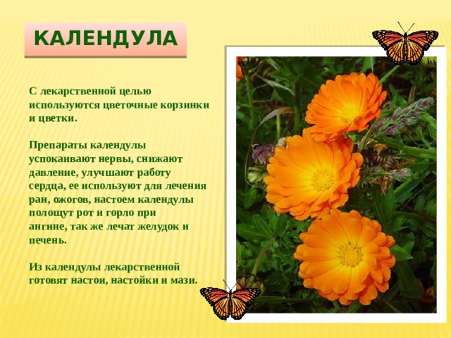 календула С лекарственной целью используются цветочные корзинки и цветки.   Препараты календулы успокаивают нервы, снижают давление, улучшают работу сердца, ее используют для лечения ран, ожогов, настоем календулы полощут рот и горло при ангине, так же лечат желудок и печень.  Из календулы лекарственной готовят настои, настойки и мази. 