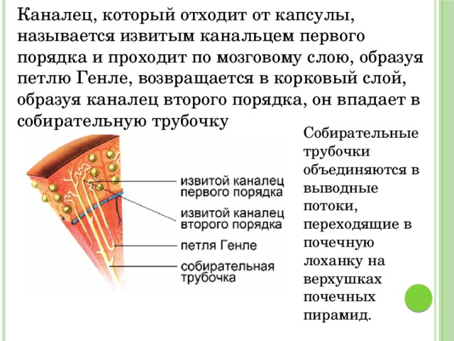 Каналец, который отходит от капсулы, называется извитым канальцем первого порядка и проходит по мозговому слою, образуя петлю Генле, возвращается в корковый слой, образуя каналец второго порядка, он впадает в собирательную трубочку Собирательные трубочки объединяются в выводные потоки, переходящие в почечную лоханку на верхушках почечных пирамид. 