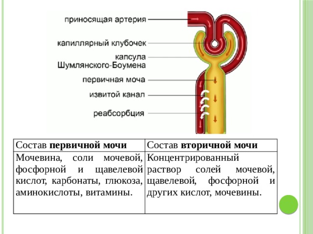 Состав первичной мочи Мочевина, соли мочевой, фосфорной и щавелевой кислот, карбонаты, глюкоза, аминокислоты, витамины. Состав вторичной мочи Концентрированный раствор солей мочевой, щавелевой, фосфорной и других кислот, мочевины. 