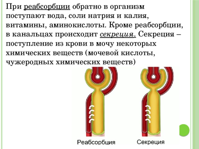 При реабсорбции обратно в организм поступают вода, соли натрия и калия, витамины, аминокислоты. Кроме реабсорбции, в канальцах происходит  секреция . Секреция – поступление из крови в мочу некоторых химических веществ (мочевой кислоты, чужеродных химических веществ)  