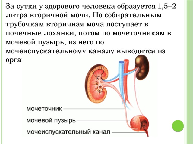 За сутки у здорового человека образуется 1,5–2 литра вторичной мочи. По собирательным трубочкам вторичная моча поступает в почечные лоханки, потом по мочеточникам в мочевой пузырь, из него по мочеиспускательному каналу выводится из организма 