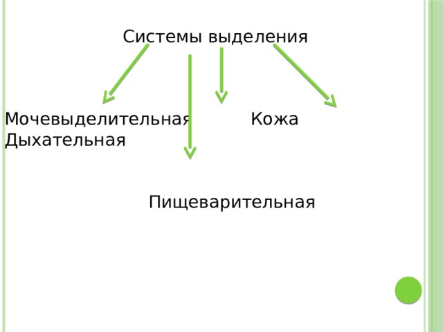 Системы выделения Мочевыделительная Кожа Дыхательная  Пищеварительная 