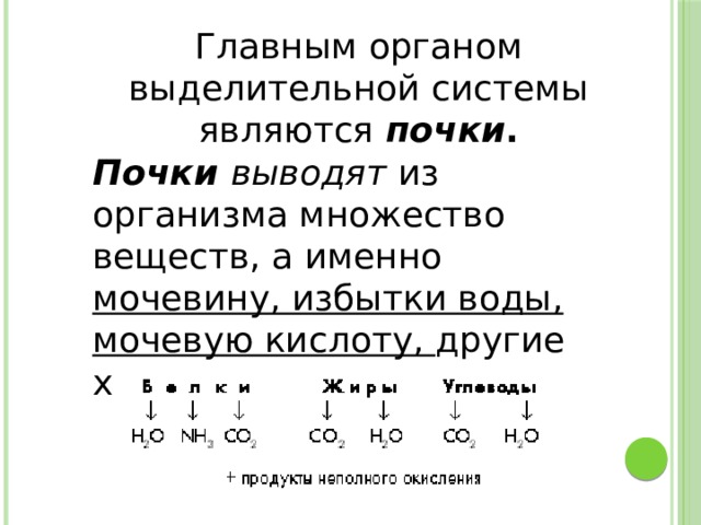 Главным органом выделительной системы являются  почки . Почки выводят  из организма множество веществ, а именно мочевину, избытки воды, мочевую кислоту, другие химические вещества. 
