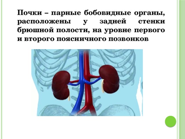 Почки – парные бобовидные органы, расположены у задней стенки брюшной полости, на уровне первого и второго поясничного позвонков 
