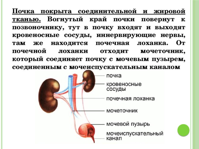 Почка покрыта соединительной и жировой тканью. Вогнутый край почки повернут к позвоночнику, тут в почку входят и выходят кровеносные сосуды, иннервирующие нервы, там же находится почечная лоханка. От почечной лоханки отходит мочеточник, который соединяет почку с мочевым пузырем, соединенным с мочеиспускательным каналом  