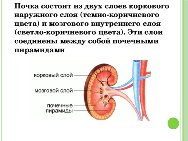 Почка состоит из двух слоев коркового наружного слоя (темно-коричневого цвета) и мозгового внутреннего слоя (светло-коричневого цвета). Эти слои соединены между собой почечными пирамидами 