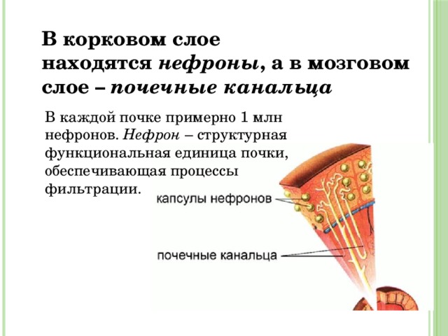 В корковом слое находятся  нефроны , а в мозговом слое –  почечные канальца В каждой почке примерно 1 млн нефронов.  Нефрон  – структурная функциональная единица почки, обеспечивающая процессы фильтрации. 