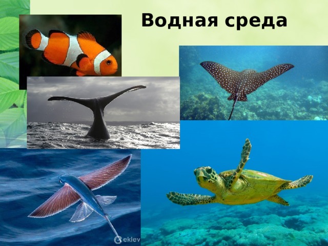 Водная среда 