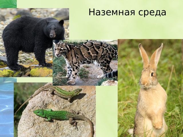 Наземная среда 