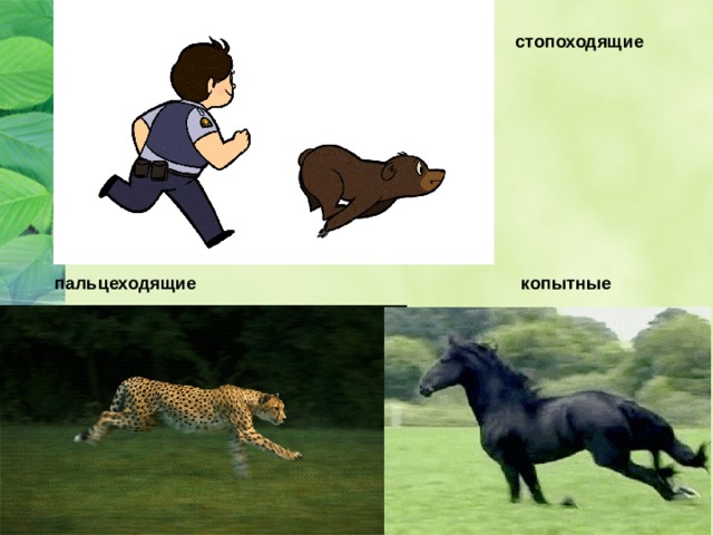 стопоходящие пальцеходящие копытные 