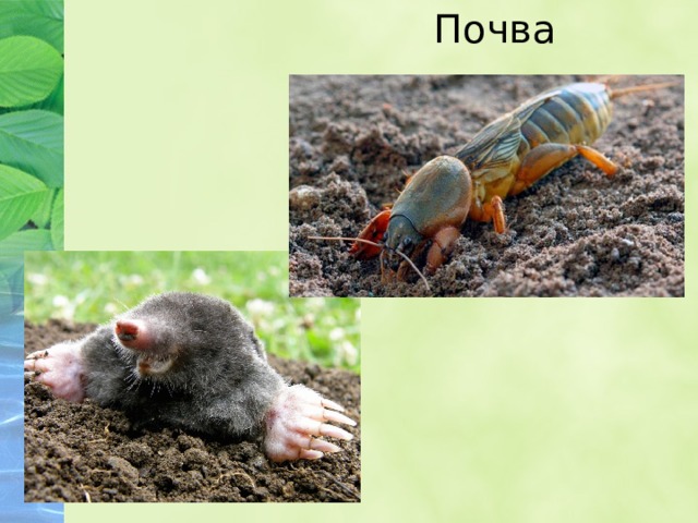 Почва 