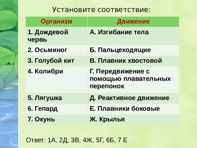 Установите соответствие: Организм Движение 1. Дождевой червь А. Изгибание тела 2. Осьминог Б. Пальцеходящие 3. Голубой кит В. Плавник хвостовой 4. Колибри Г. Передвижение с помощью плавательных перепонок 5. Лягушка Д. Реактивное движение 6. Гепард Е. Плавники боковые 7. Окунь Ж. Крылья Ответ: 1А, 2Д, 3В, 4Ж, 5Г, 6Б, 7 Е 
