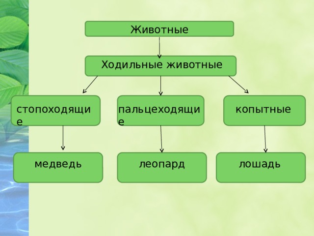 Животные Ходильные животные пальцеходящие копытные стопоходящие лошадь леопард медведь 