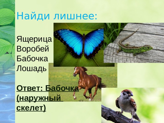 Найди лишнее: Ящерица Воробей Бабочка Лошадь Ответ: Бабочка (наружный скелет) 