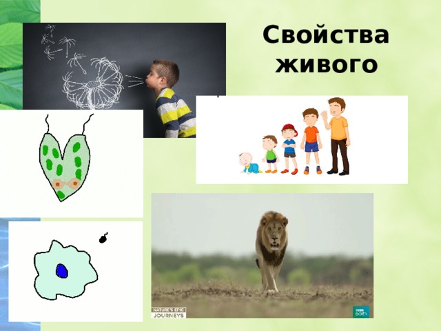 Свойства живого 