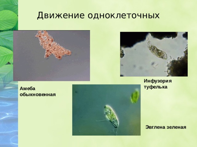 Движение одноклеточных Инфузория туфелька Амеба обыкновенная Эвглена зеленая 