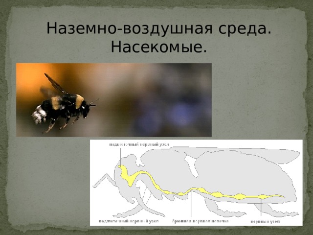 Наземно-воздушная среда. Насекомые. 