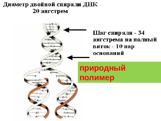 природный полимер 