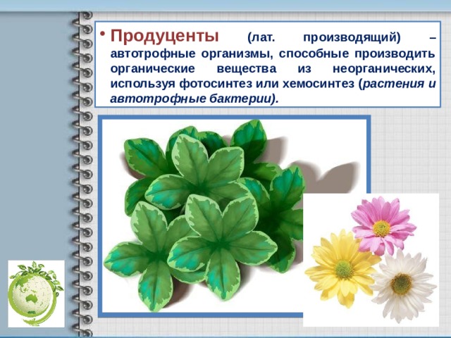 Продуценты (лат. производящий) – автотрофные организмы, способные производить органические вещества из неорганических, используя фотосинтез или хемосинтез ( растения и автотрофные бактерии). 