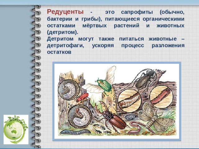 Редуценты - это сапрофиты (обычно, бактерии и грибы), питающиеся органическими остатками мёртвых растений и животных (детритом). Детритом могут также питаться животные – детритофаги, ускоряя процесс разложения остатков 