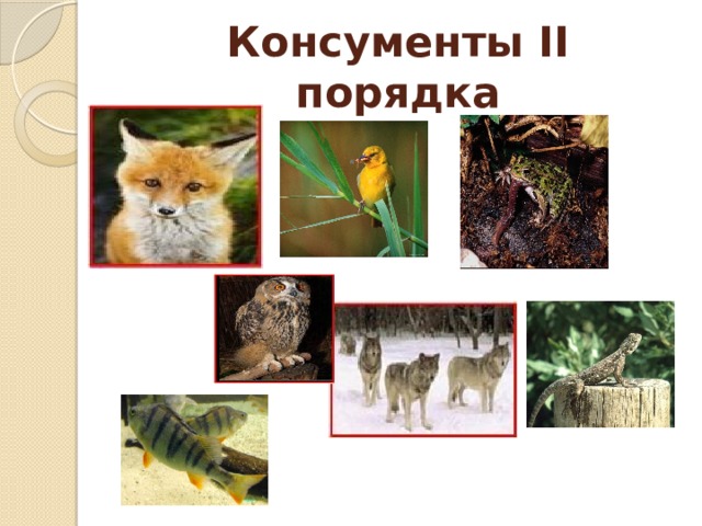 Консументы II порядка 
